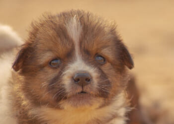 San Fran Dem Resigns When Horrible Conditions Revealed in Pet Store She Ran