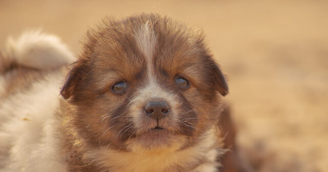 San Fran Dem Resigns When Horrible Conditions Revealed in Pet Store She Ran