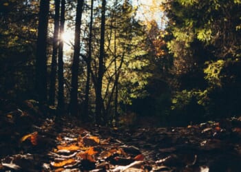 Take These Two Psalms with You on Your Fall Hike