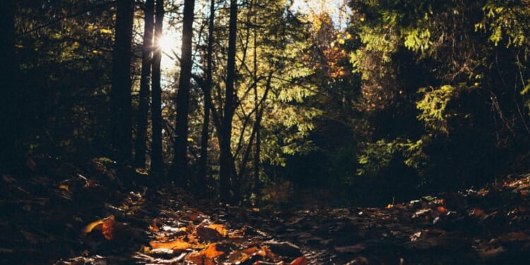 Take These Two Psalms with You on Your Fall Hike