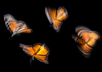 The Butterfly Effect and Life