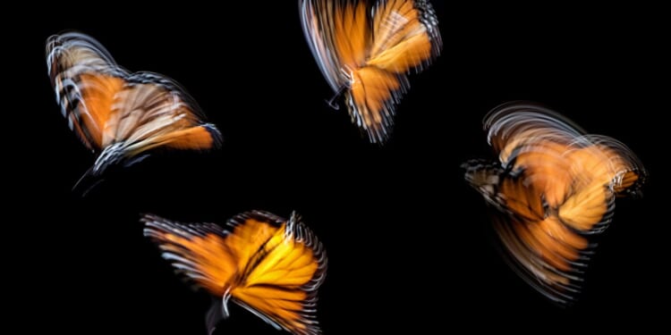 The Butterfly Effect and Life