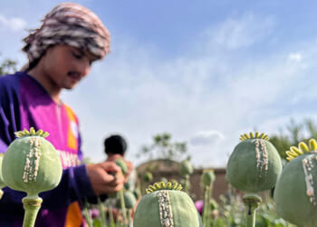 U.N. Finds Opium Farming in Afghanistan Down by 20 Percent