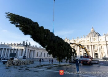 Vatican’s 2025 Christmas Tree Installed in St. Peter’s Square – Catholic World Report