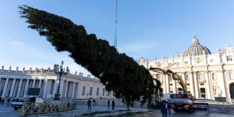 Vatican’s 2025 Christmas Tree Installed in St. Peter’s Square – Catholic World Report