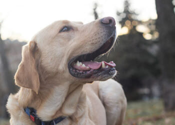 Veteran Recalls How Service Dog Alerted Him to Emergency