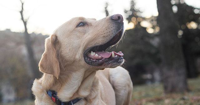 Veteran Recalls How Service Dog Alerted Him to Emergency