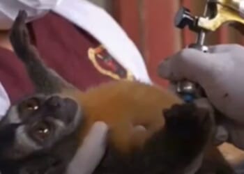 White Coat Waste Exposes US Navy's Cruel Taxpayer-Funded Experiments on Vulnerable Monkeys in Peru – Biden-Era Funding Set to Continue Until 2028 Unless Trump Admin Stops it (VIDEO) | The Gateway Pundit