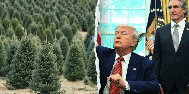 Trump admin unveils holiday affordability plan with $1 trees, cheaper firewood