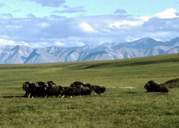 Alaska Natives support Arctic drilling revival after Biden policy reversal