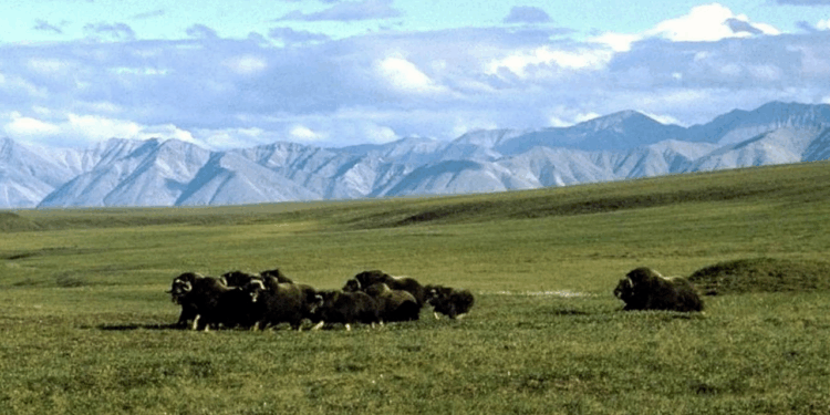 Alaska Natives support Arctic drilling revival after Biden policy reversal