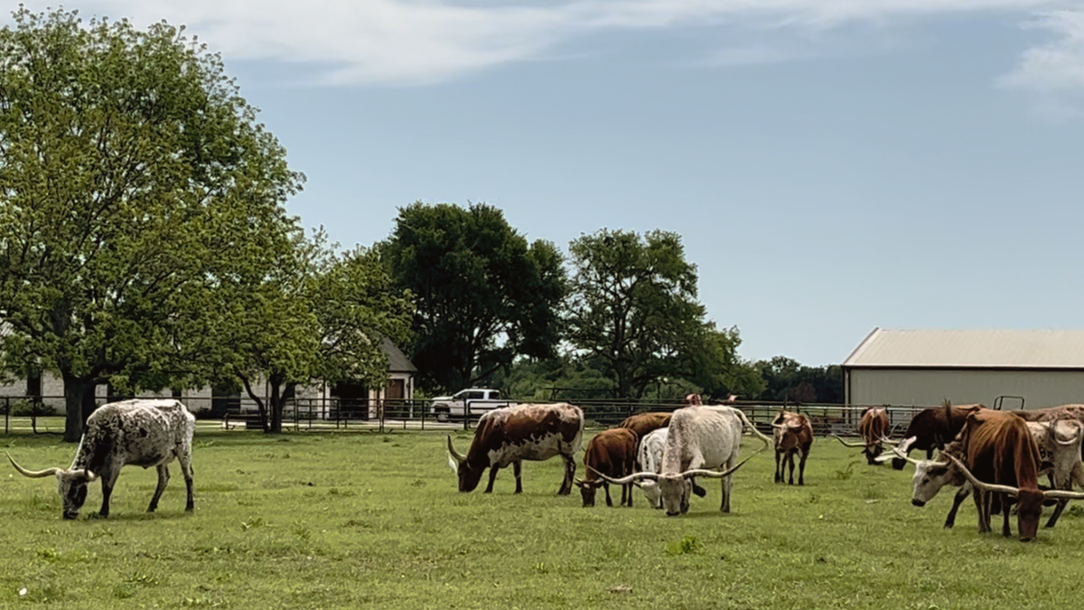 Cattle graze on a ranch in Texas.