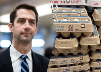 Cotton bill aims to lower egg prices as affordability pressures hit households