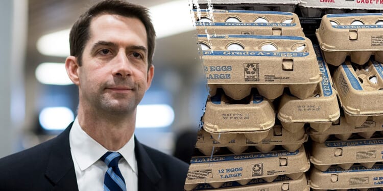 Cotton bill aims to lower egg prices as affordability pressures hit households