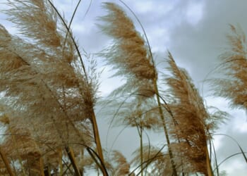 Defending Truth: Joy Doesn’t Come From Comfort