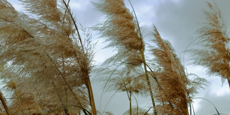 Defending Truth: Joy Doesn’t Come From Comfort