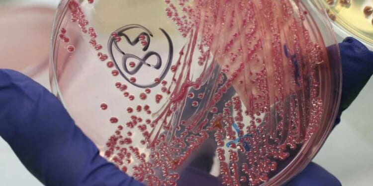 Another Chinese researcher busted for allegedly smuggling crop-harming biomaterial into America