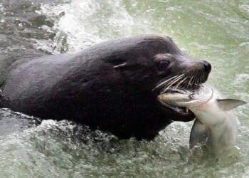 Bipartisan House reps target sea lions threatening Washington salmon