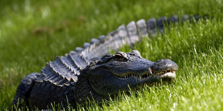 5 craziest 'Florida man' crime stories of 2025 that sound fake — but aren't