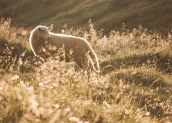 A Meditation on Psalm 80 for Advent