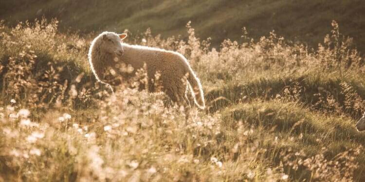 A Meditation on Psalm 80 for Advent