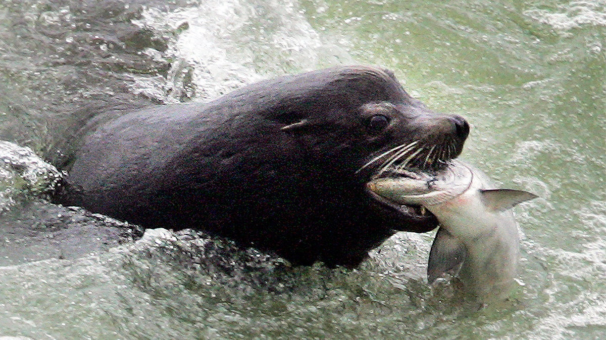 A sea lion bites down on a fish in the water