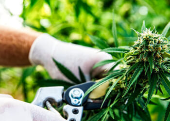 Cannabis Stocks Surge as Trump Weighs Marijuana Rescheduling