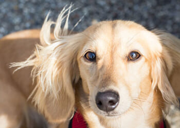 Cincinnati Neighbors Help Reunite Stolen Dog and Car with Owners