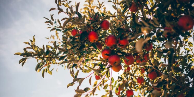 If Adam and Eve Were Perfect, Why Did They Sin?