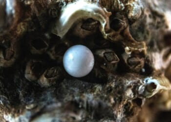 Inner Peace: A Precious Pearl that Must be Guarded