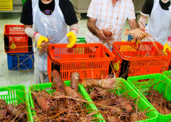 Live Lobster Shipment Worth $400,000 Stolen amid Rising Cargo Thefts