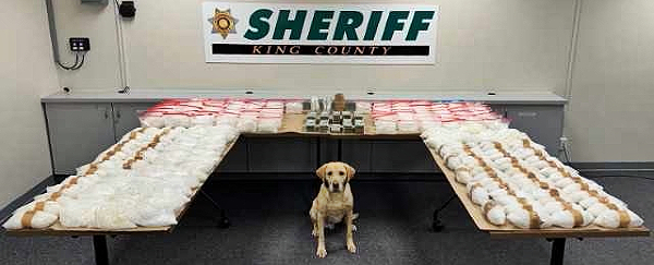 KCSO K9 Quinn successfully completes 30th deployment of the year, (King County Sheriff's Office)