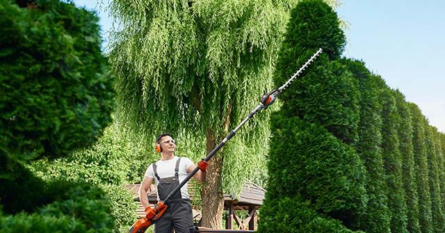 Trump's Migration Policy Threatens Nation's Shrubbery