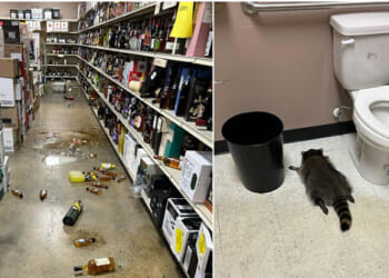 Virginia Liquor Store Finds Drunken Raccoon Passed Out in Bathroom