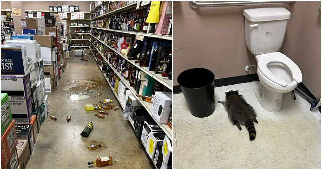 Virginia Liquor Store Finds Drunken Raccoon Passed Out in Bathroom