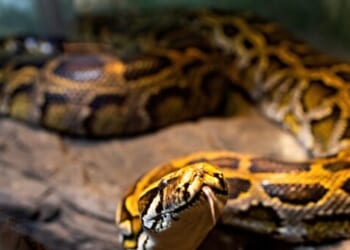Wrangler Removes Python from Palm in Miami Suburb