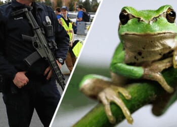 Utah police report claims officer shape-shifted into a frog
