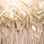 Bread Grows in Winter offers bracing vision of faith, Christ-centered triumph