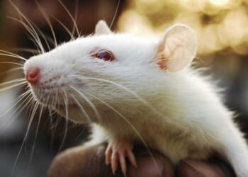 VIDEO: Homeowner arrested over infestation of hundreds of rats inside NY house