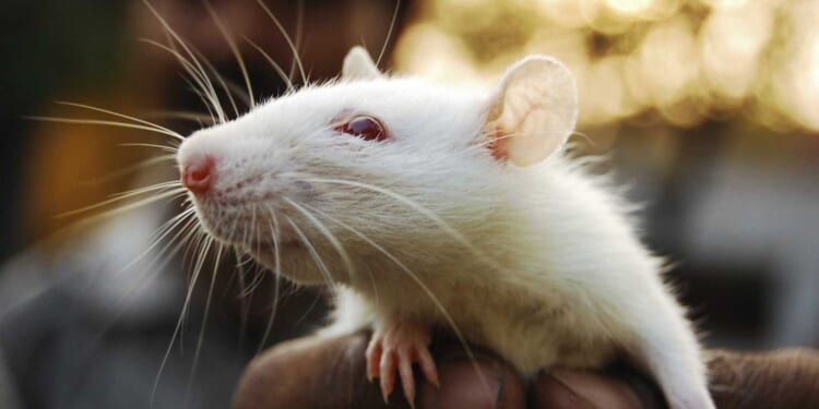 VIDEO: Homeowner arrested over infestation of hundreds of rats inside NY house