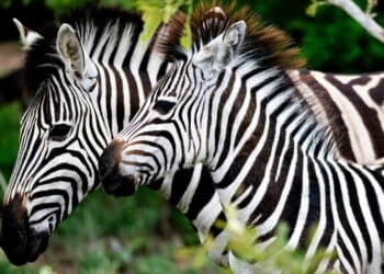 A Dazzle of Zebras Debunks Darwin