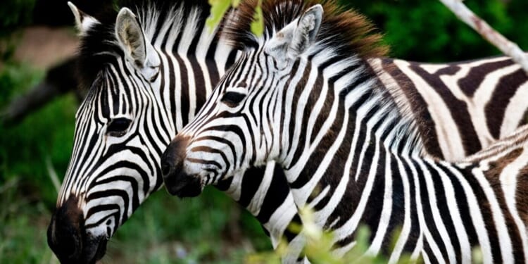 A Dazzle of Zebras Debunks Darwin