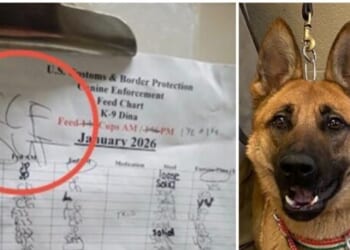 Anti‑ICE Activists Sink to New Low — Border Patrol K‑9 Hit with Political Threat at Minneapolis Kennel