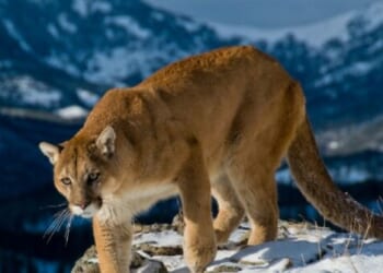 Authorities Suspect Colorado Hiker Killed by Mountain Lion