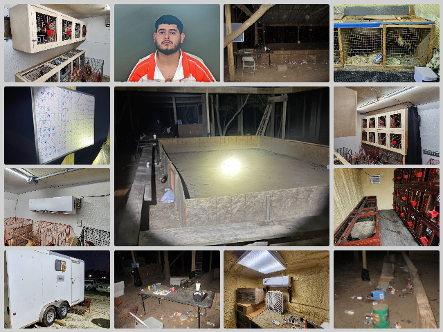 San Jacinto County Sheriff's Office deputies arrested 19 people in connection to a cockfighting event. (San Jacinto County Sheriff's Office)