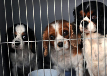 EPA Commits to Ending Testing on Mammals, Reversing Biden Admin.