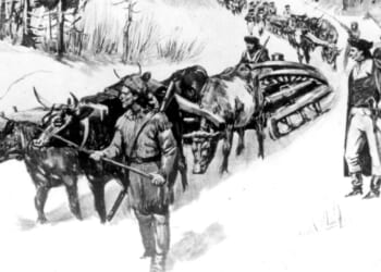 An illustration of a team of oxen carrying cannons.