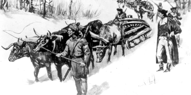 An illustration of a team of oxen carrying cannons.