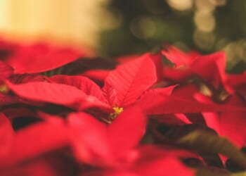 Let’s Keep Celebrating Christmas! - Catholic Exchange
