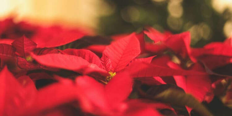 Let’s Keep Celebrating Christmas! - Catholic Exchange